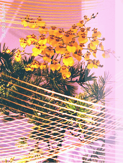 �r�V�b�Ƒ�����